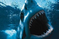 angry-shark