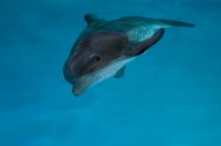 Dolphin Tale Film