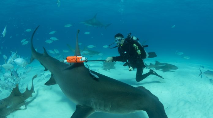 Michael Phelps în lumea rechinilor în noua ediție Shark Week de pe Discovery Channel