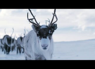 AILO – Aventuri în Laponia – din 22 octombrie în cinematografe