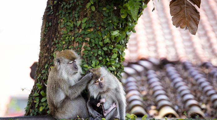 Viața ascunsă a macacilor cu coadă lungă din Singapore, o nouă serie documentară difuzată în luna august la Viasat Nature