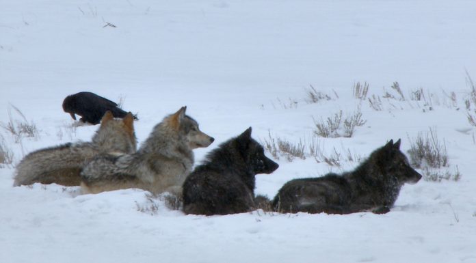 În luna septembrie, National Geographic Wild explorează Asia și America