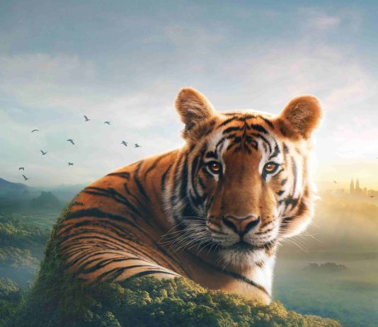 Din Asia până în Cornwall, doar pe BBC Earth, în decembrie