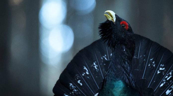 Discovery sărbătorește Ziua Națională a României cu o călătorie spectaculoasă prin „România sălbatică”