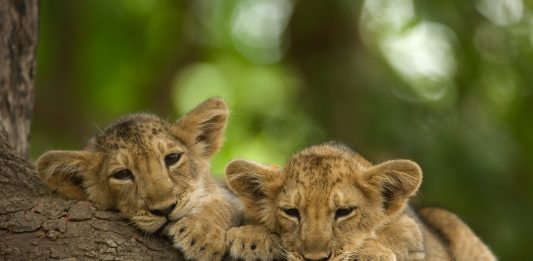 Noutățile lunii martie 2025 la National Geographic și National Geographic Wild