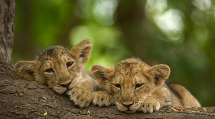 Noutățile lunii martie 2025 la National Geographic și National Geographic Wild