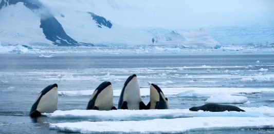 Din inima fabricii până în adâncurile oceanului: titlurile de urmărit la BBC Earth