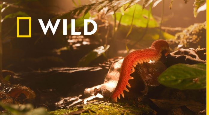 Ryan Reynolds dă voce eroilor neștiuți ai naturii în Defavorizații, pe National Geographic Wild