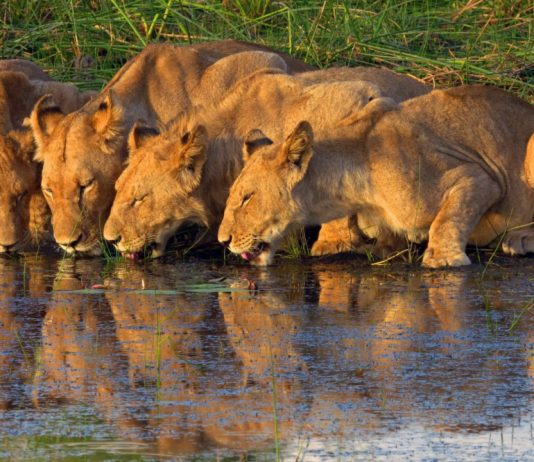 Noutățile lunii august 2025 de la National Geographic & National Geographic Wild