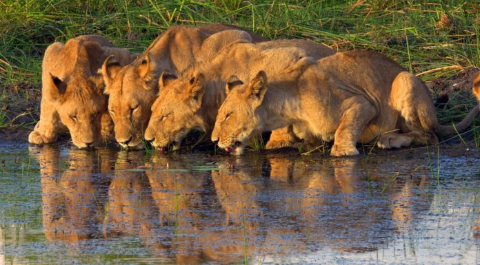 Noutățile lunii august 2025 de la National Geographic & National Geographic Wild