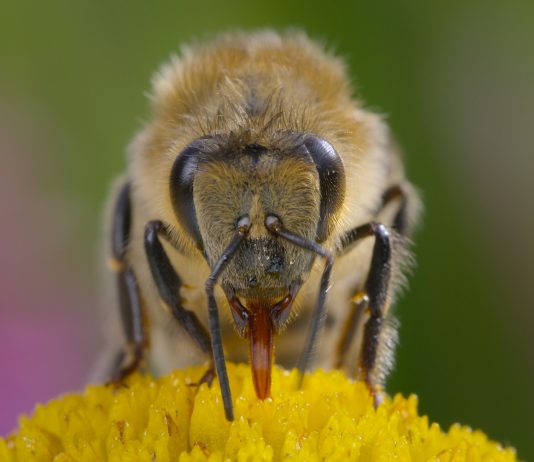 Noutățile lunii aprilie 2026 la National Geographic si National Geographic Wild