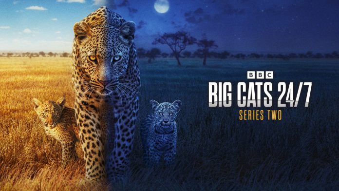 Big Cats 24_7