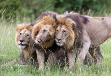 Noutățile lunii august 2026 pentru National Geographic și National Geographic Wild