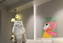DREAME oferă reduceri de până la 25% la purificatoarele de aer pentru animalele de companie, cu ocazia Zilei Internaționale a Pisicii